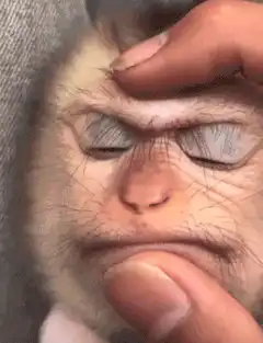 Monkey face being squished