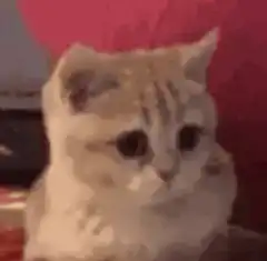 sad cat looking down
