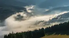 Fog rolling over pine forest mountains