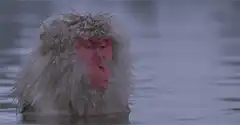 Snowy Japanese Macaque in Hot Spring