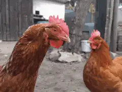 Confused chicken looking at another chicken