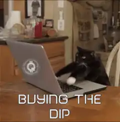 cat buying the dip