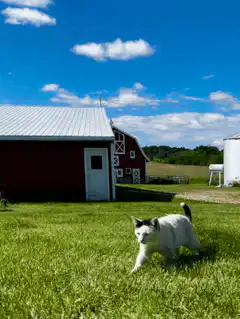 white cat walking on farm