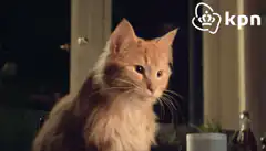 Orange cat blinks and looks around