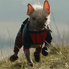 French bulldog in superhero costume running