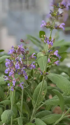 Purple sage flowers with dew drops
