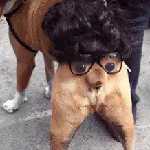 Dog with wig and glasses