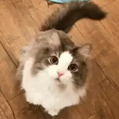fluffy cat winking