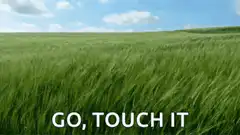 Green field blowing in the wind
