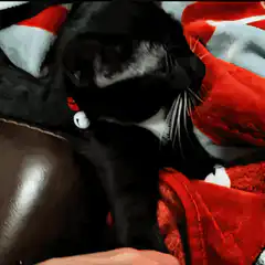 Black cat wakes up confused