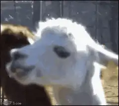 Smiling white llama chewing