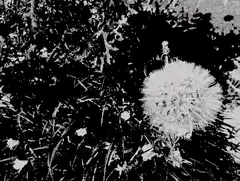 Grainy black and white dandelion