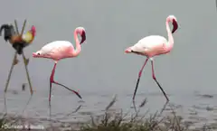 Rooster on stilts walks with flamingos