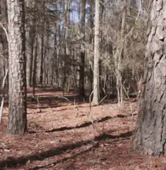 Bigfoot walks through the woods