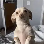 Cute puppy sitting on bed