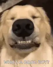 Golden Retriever Who's a Good Boy