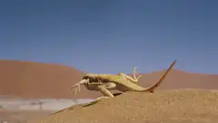 Lizard doing a handstand on sand dune