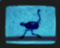 ostrich on tv screen
