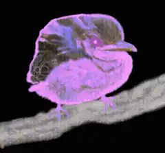 Pink and blue bird on branch