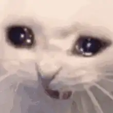Sad white cat with big eyes