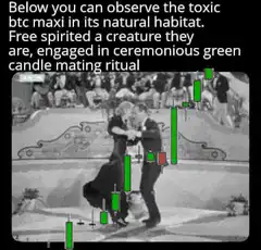 btc maxi green candle mating ritual