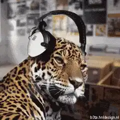Jaguar wearing headphones