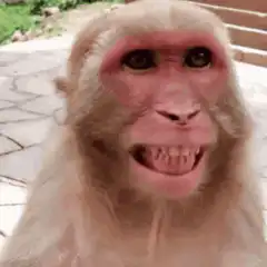 Monkey showing teeth and grinning