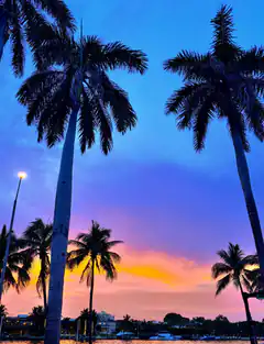 palm trees at sunset