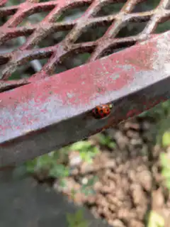 ladybug on rusty metal