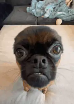 Pug with wide eyes staring
