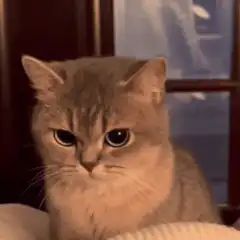 Angry cat squinting eyes