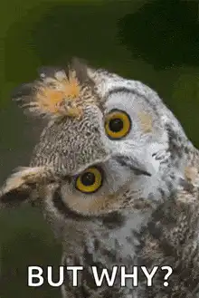 Owl But Why