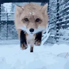 fox running towards camera in snow