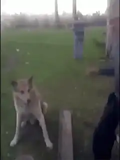 Dog shakes off man's hand