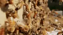 Close-up of bees on a honeycomb