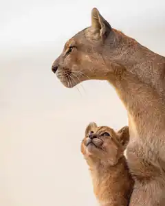 Cougar and cub looking up