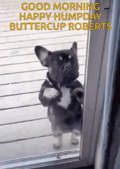 French Bulldog Happy Humpday