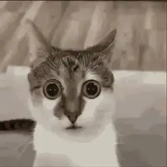 Cat with wide shocked eyes
