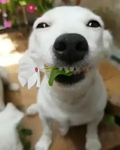 White dog holding flower in mouth