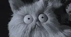 Shocked white cat face