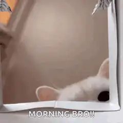 White cat pops out of box saying morning bro