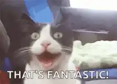 That's Fantastic Cat