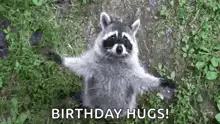 Raccoon offering birthday hugs