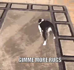 Dog sliding on rug gimme more rugs