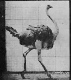 ostrich walking in profile