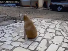 Dog scratching its ear