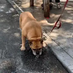 Bulldog lies down in puddle to cool off
