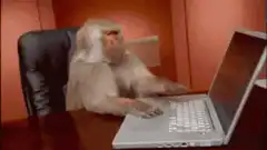 Monkey typing on laptop
