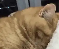 Sleeping orange cat gets petted