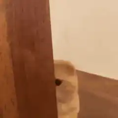Cat peeking from behind door